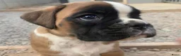 Boxer dogs for sale: !!Beautiful litter of Boxers puppies in Bath - Advert 3