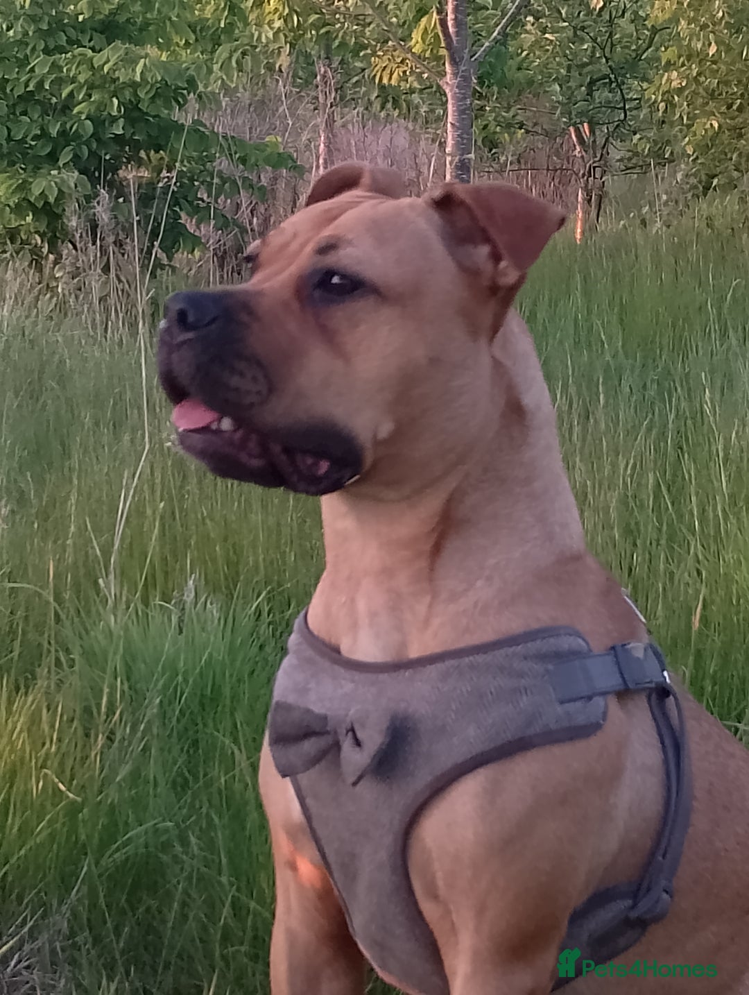 Mixed Breed dogs for sale: Loveable Luna Needing a new home - Image 4