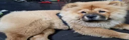 Chow Chow dogs for sale: Chow chow  - Advert 8