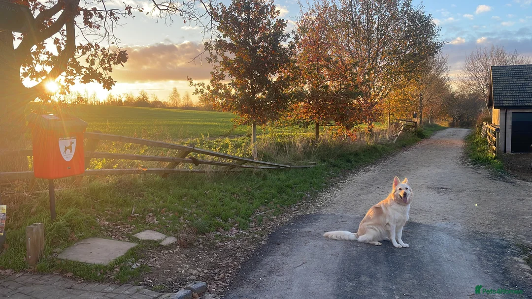 German Shepherd dogs for sale: German shepherd white female 5yrs old - Advert 2