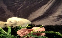 Miniature Dachshund dogs for sale: English Cream miniature dachshund  - Advert 34