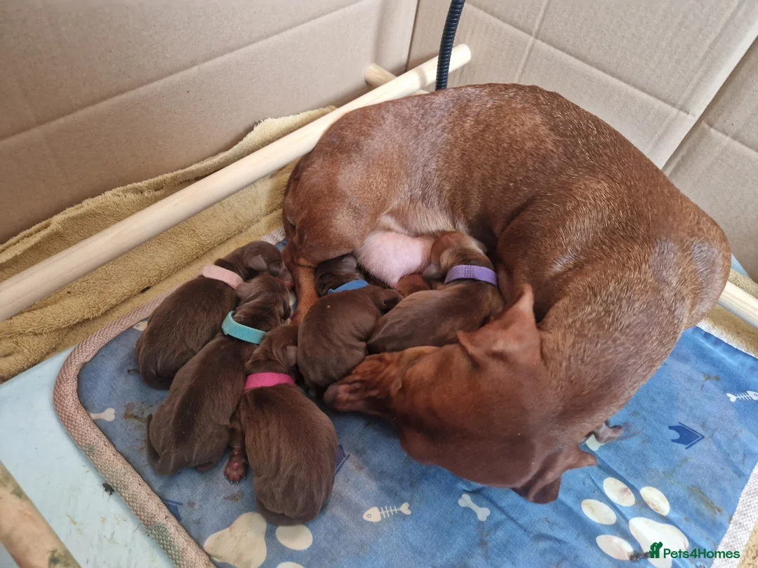 Dachshund dogs for stud: FOR STUD PROVEN kc reg Choc & tan mini dachshund in Sunderland - Advert 13
