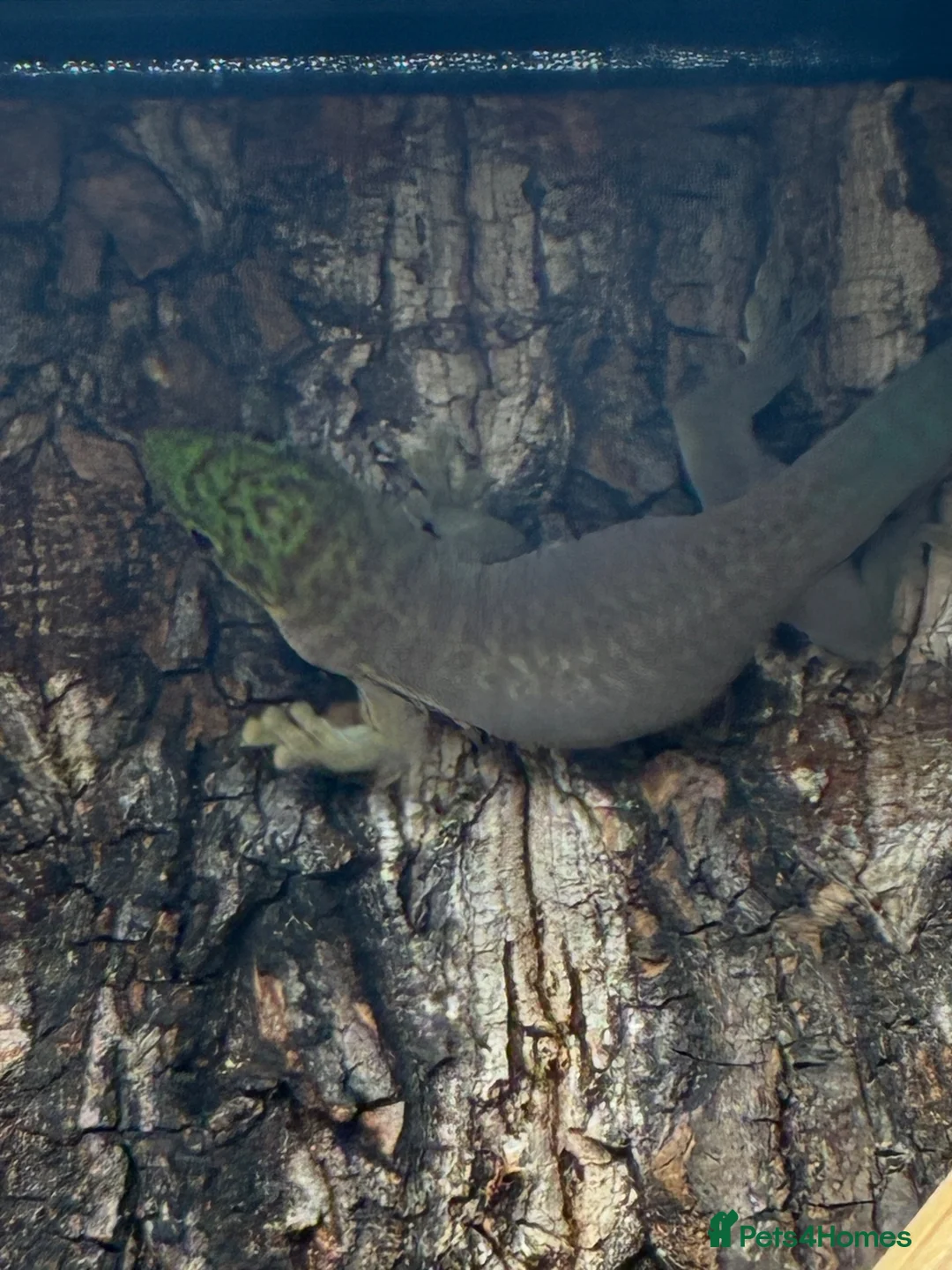 Gecko reptiles for sale: Phelsuma standingi juveniles - Advert 3