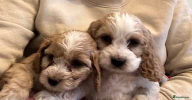 Cockapoo dogs BEAUTIFUL HEALTH CLEAR F1 COCKAPOOS - Advert 6