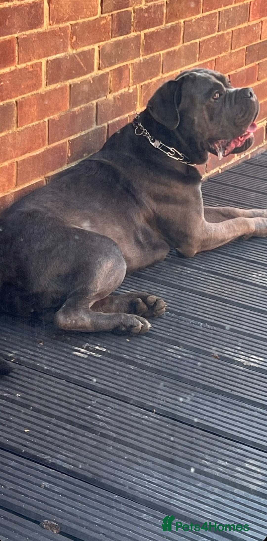 Cane Corso dogs for sale: Blaze - Advert 3