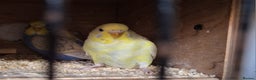 Budgerigars birds for sale: Budgies for sale ,  9 weeks +  - Advert 7