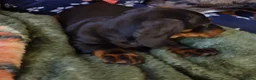Miniature Dachshund dogs for sale: 4 dachshund puppies very cute KC reg pedigree  - Advert 6