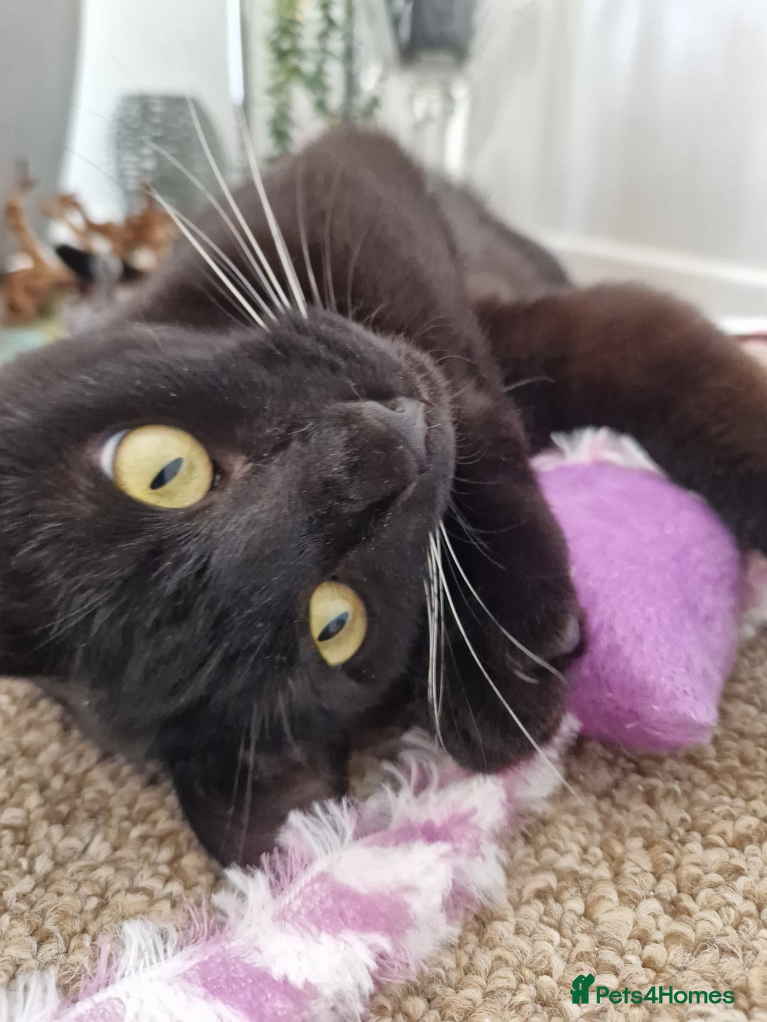 Mixed Breed cats for sale: Black Male 2 years old  - Advert 1