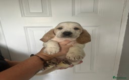 Basset Hound dogs for sale: Lemon and white basset pups - Image 13