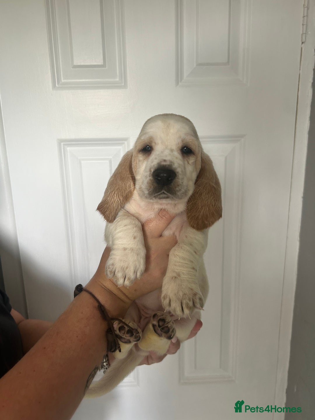 Basset Hound dogs for sale: Lemon and white basset pups - Image 13