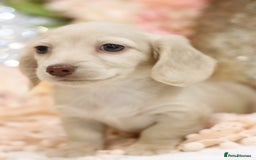 Miniature Dachshund dogs for sale: KC Registered Cream Longhair Puppies - Image 2