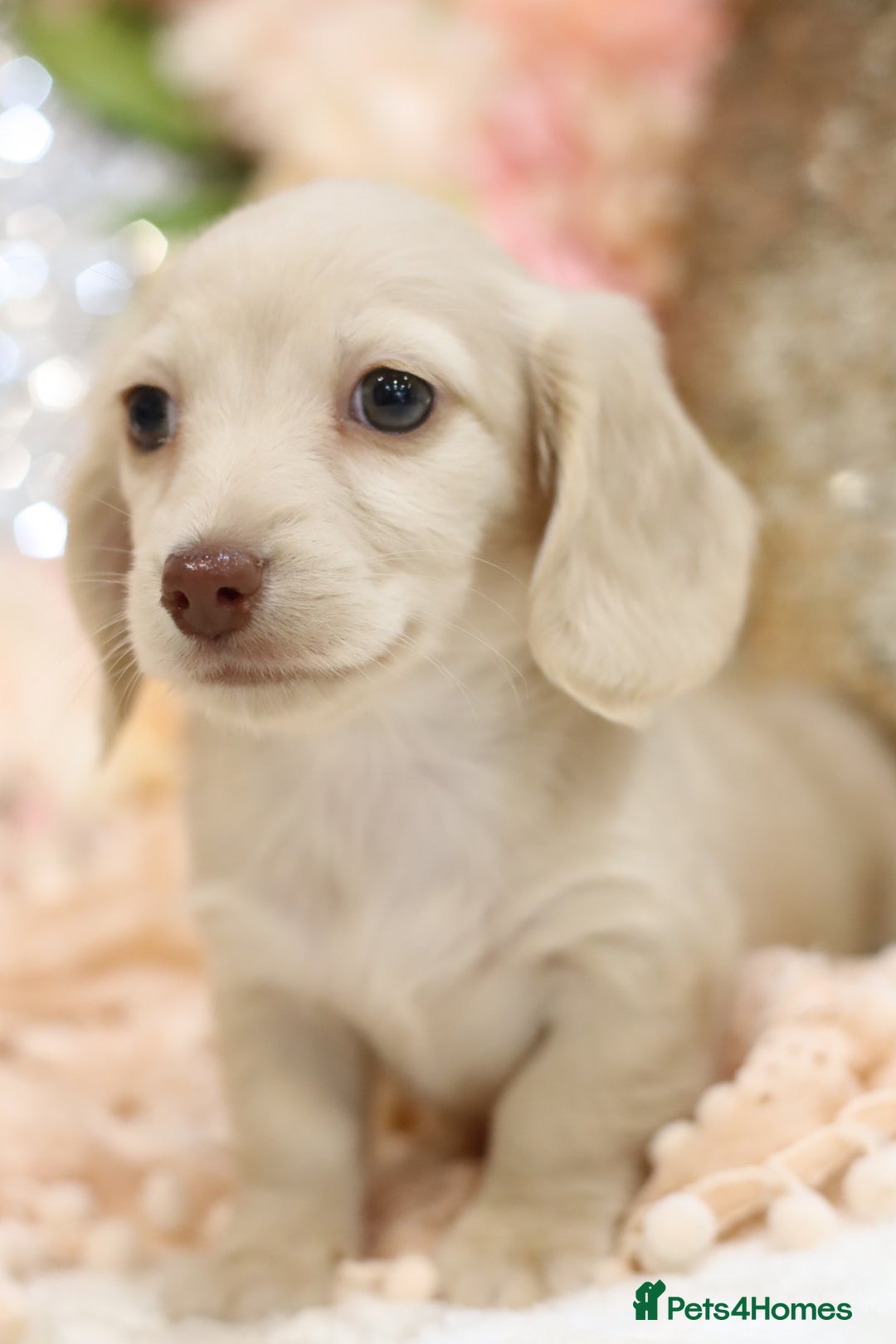 Miniature Dachshund dogs for sale: KC Registered Cream Longhair Puppies - Image 2