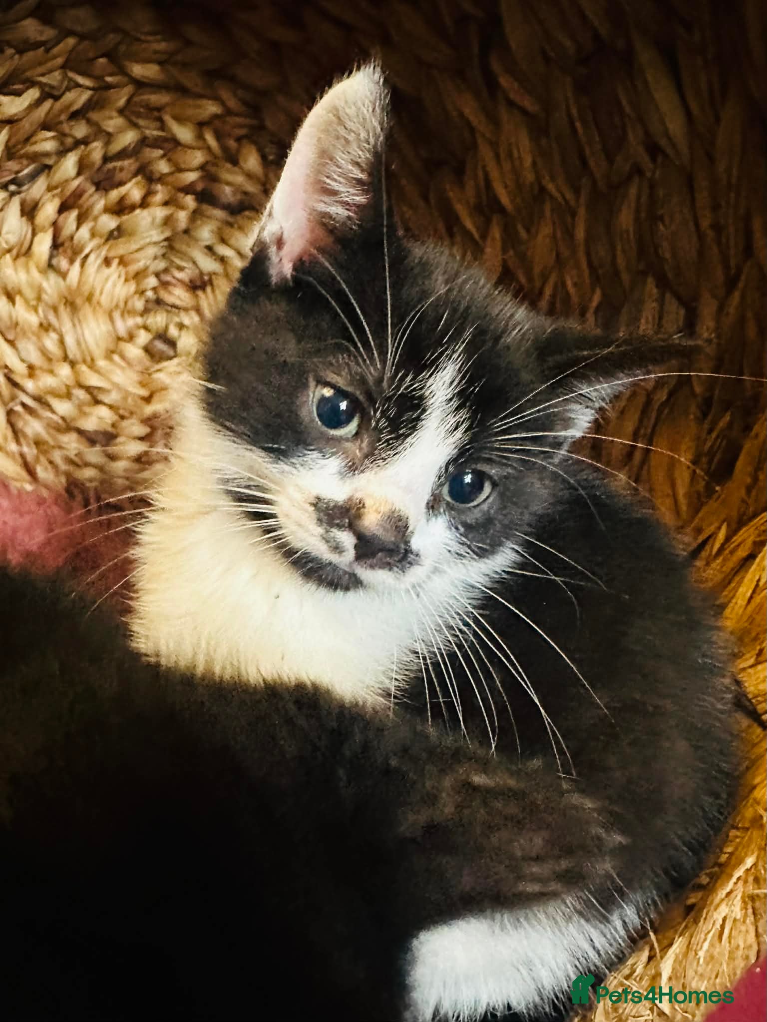 Mixed Breed cats Kittens  - Advert 14