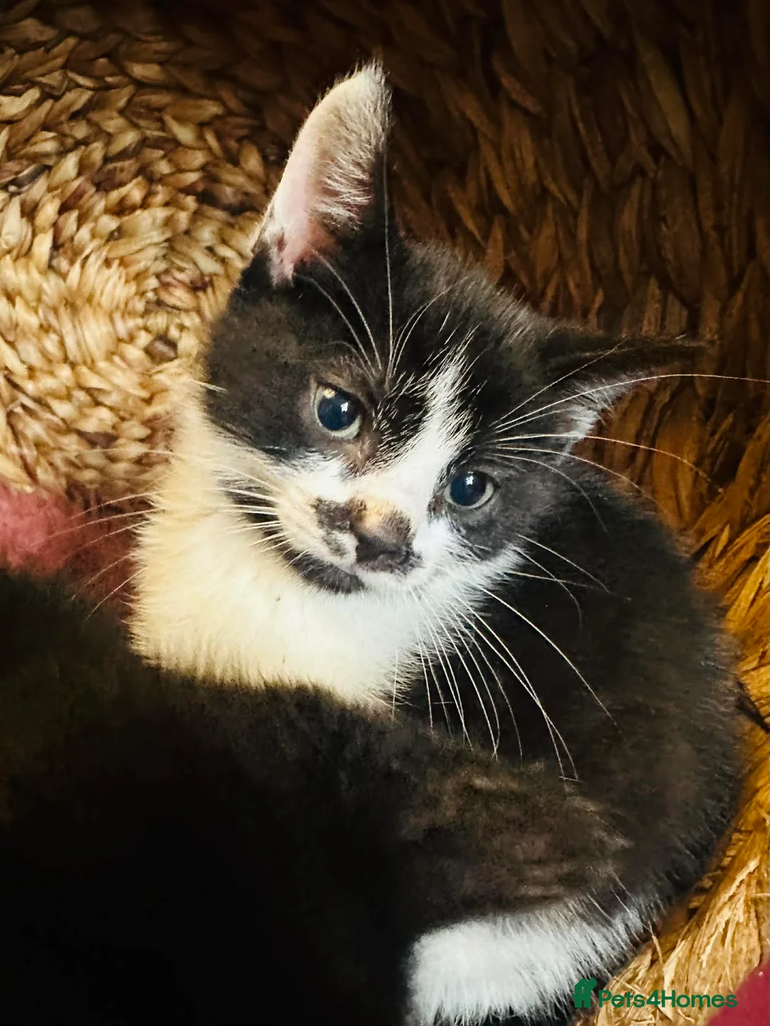 Mixed Breed cats for sale: Kittens  - Advert 5