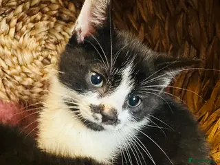 Mixed Breed cats Kittens - Advert 14