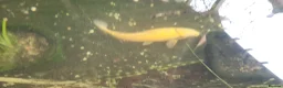 Koi Carp fish for sale: Pond Clearance  - Advert 7
