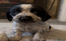Cocker Spaniel dogs for sale: 2 blue roan cocker spaniel puppies &tri colour pup - Image 14