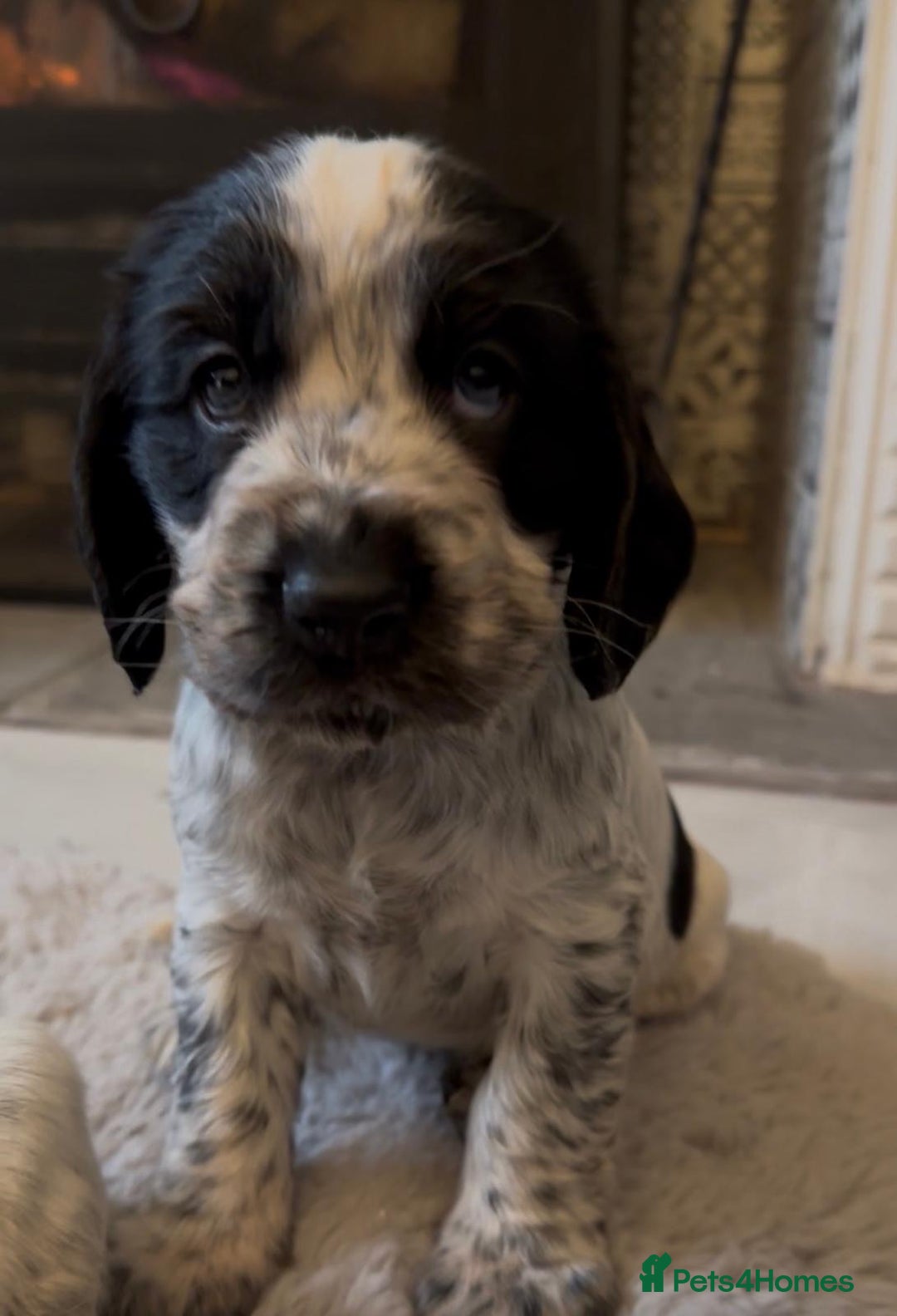 Cocker Spaniel dogs for sale: 2 blue roan cocker spaniel puppies &tri colour pup - Image 14