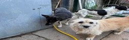 Mixed Breed dogs for adoption: Bunny - Norwich Norfolk  in Norwich - Advert 7