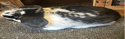 Mini Lop rabbits for sale: 2.x male rabbits  - Advert 2