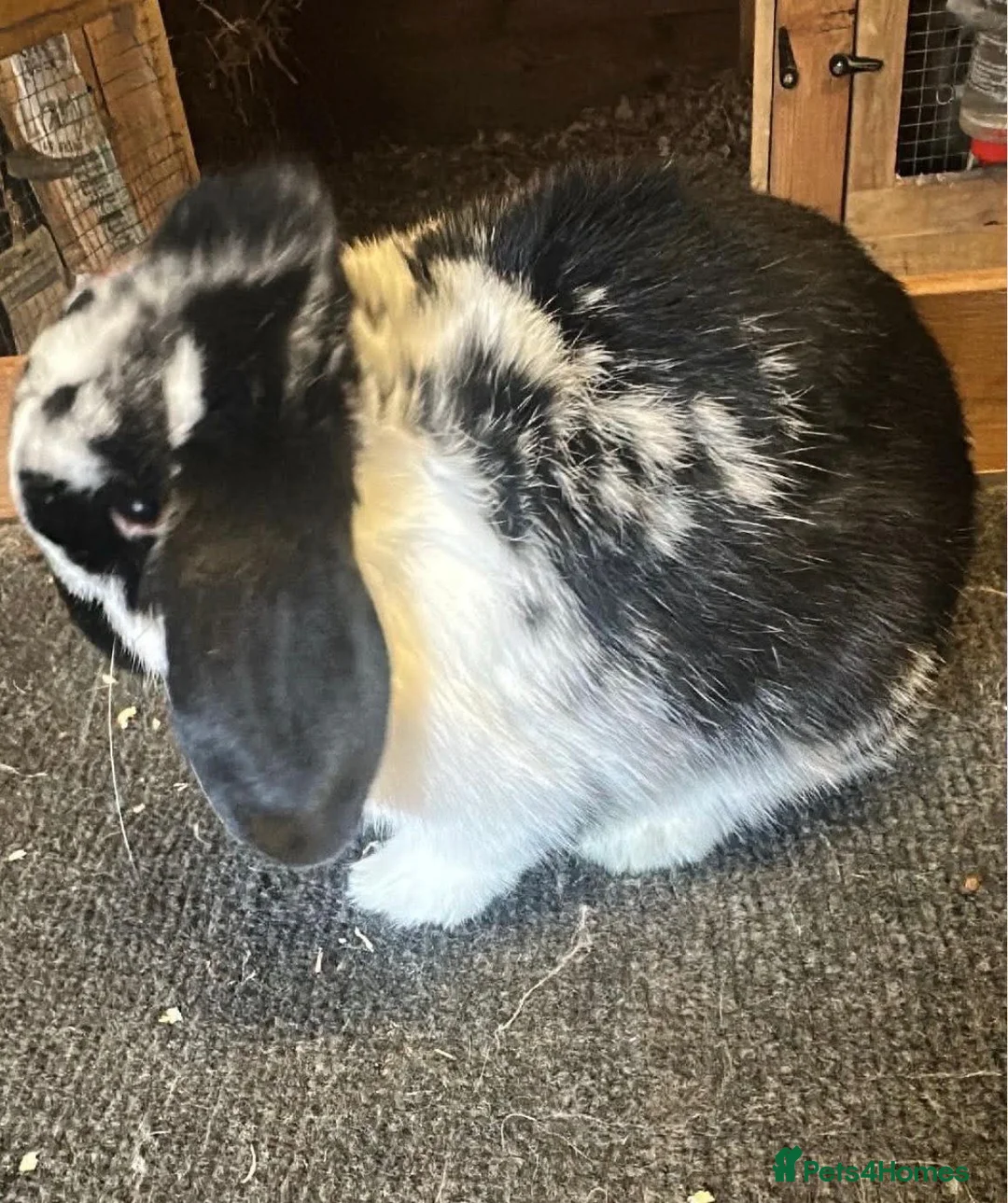 Mini Lop rabbits for sale: 2.x male rabbits  - Advert 2