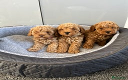 Cavapoo dogs for sale: Stunning F1bb Cavapoo puppies  - Image 2