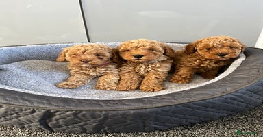 Cavapoo dogs - Advert 3
