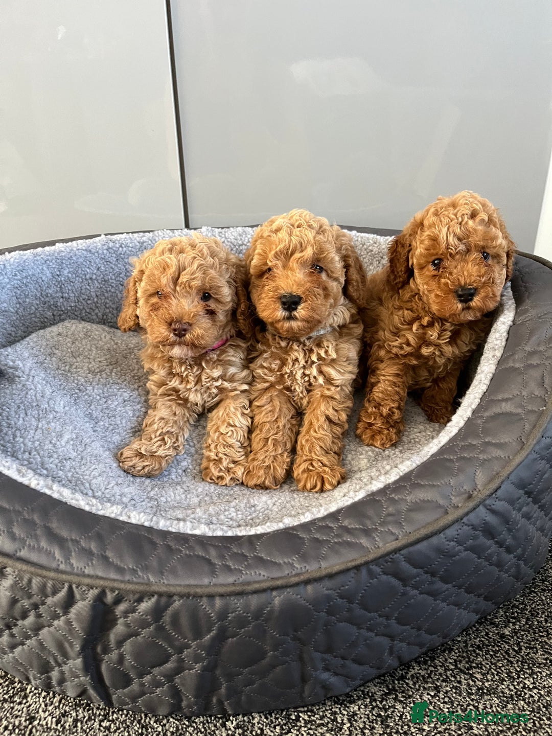 Cavapoo dogs for sale: Stunning F1bb Cavapoo puppies  - Image 2