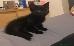 Mixed Breed cats for sale: 1 Kitten for Sale - Image 1