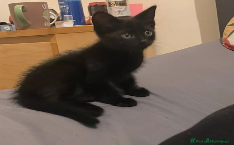 Mixed Breed cats - Advert 13