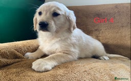 Golden Retriever dogs for sale: KC Registered Golden Retriver Puppies - Image 32