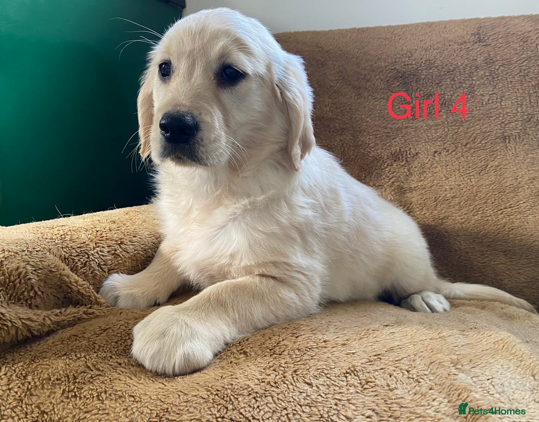 Golden Retriever dogs for sale: KC Registered Golden Retriver Puppies - Image 32