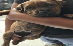 Cane Corso dogs for sale: Chunky Cane Corso Cross Pups – Ready Next Week! - Image 16