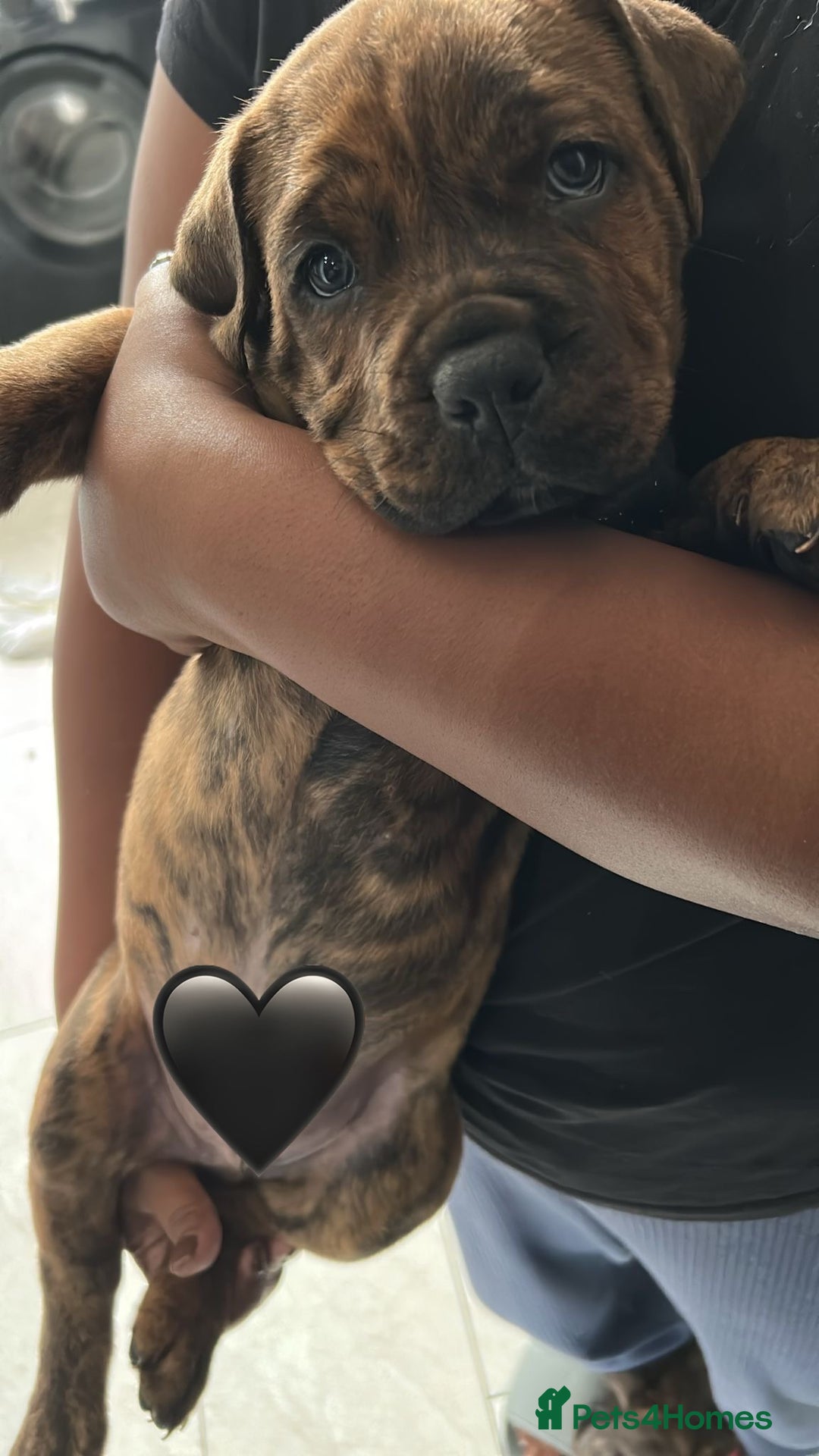 Cane Corso dogs for sale: Chunky Cane Corso Cross Pups – Ready Next Week! - Image 16