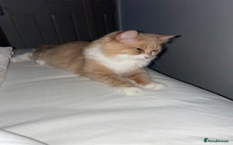 British Longhair cats for sale: Beautiful Lily-Bear - Image 5