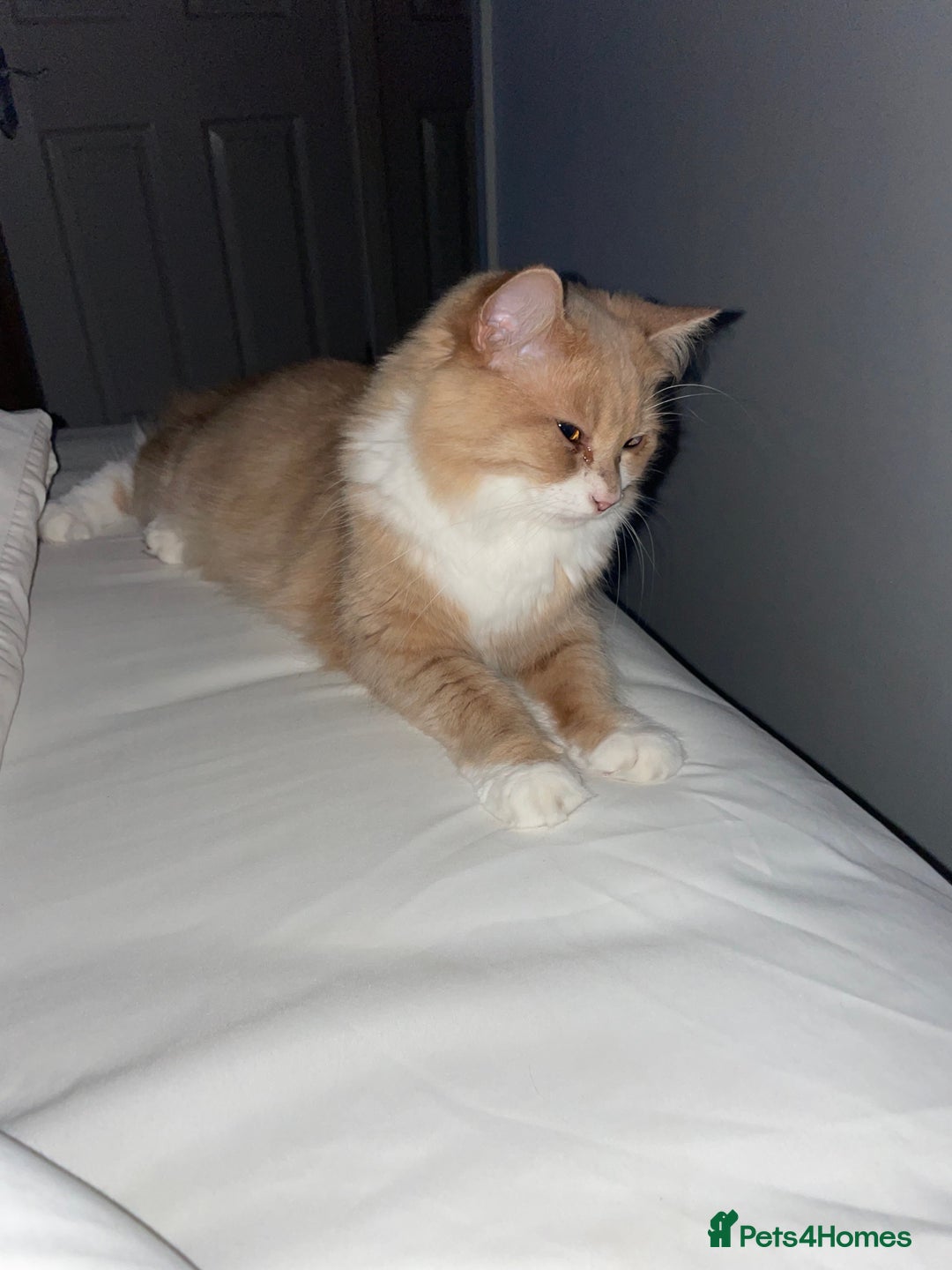 British Longhair cats for sale: Beautiful Lily-Bear - Image 5