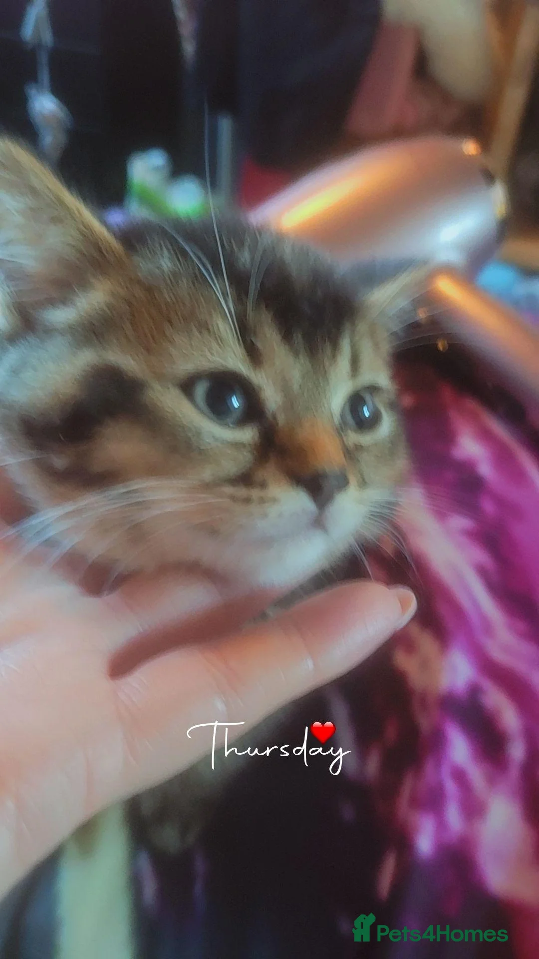 Mixed Breed cats for sale: Only 1 last female tabby mix British blue left  - Advert 2