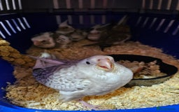 Cockatiels birds for sale: Hand tame cockatiel chicks  - Image 4