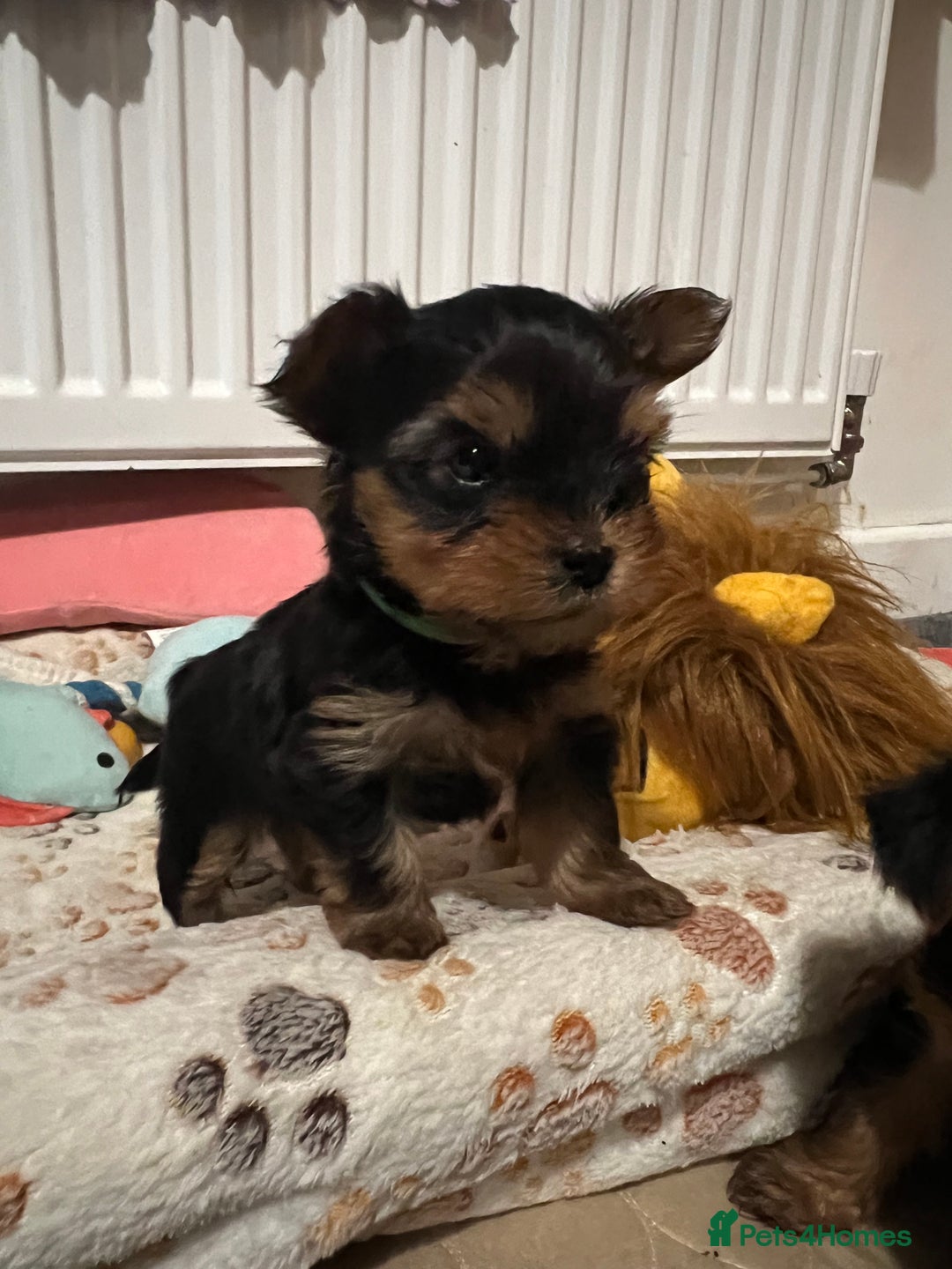 Yorkshire Terrier dogs for sale: 4 little pure breed Yorkshire terrier puppies  - Advert 8