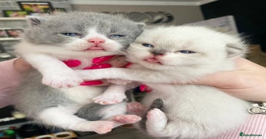 British Shorthair cats - Advert 5