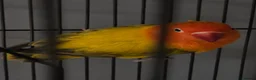 Lovebirds birds for sale: Lovebird  in Bicester - Advert 7
