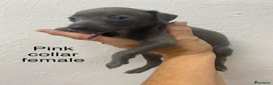 Italian Greyhound 7