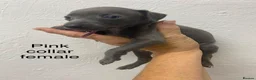 Italian Greyhound dogs for sale: 8 Italian greyhound puppies in Burton-on-Trent - Advert 13