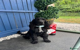 Cocker Spaniel dogs for sale: Ziggy Male Cocker Spaniel - Image 2