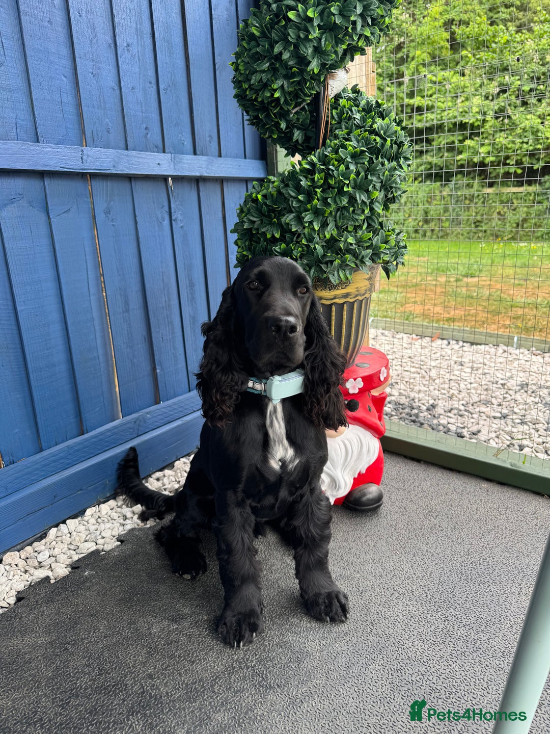 Cocker Spaniel dogs for sale: Ziggy Male Cocker Spaniel - Image 2
