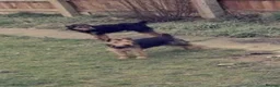 Lakeland Terrier dogs for sale: Lakeland terrier puppies (working type) - Advert 10