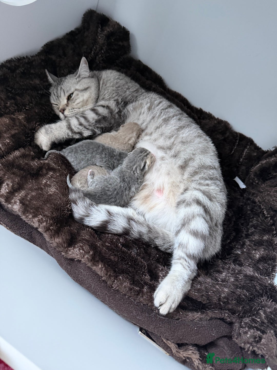 British Shorthair cats for sale: British short hair kittens  - Advert 16