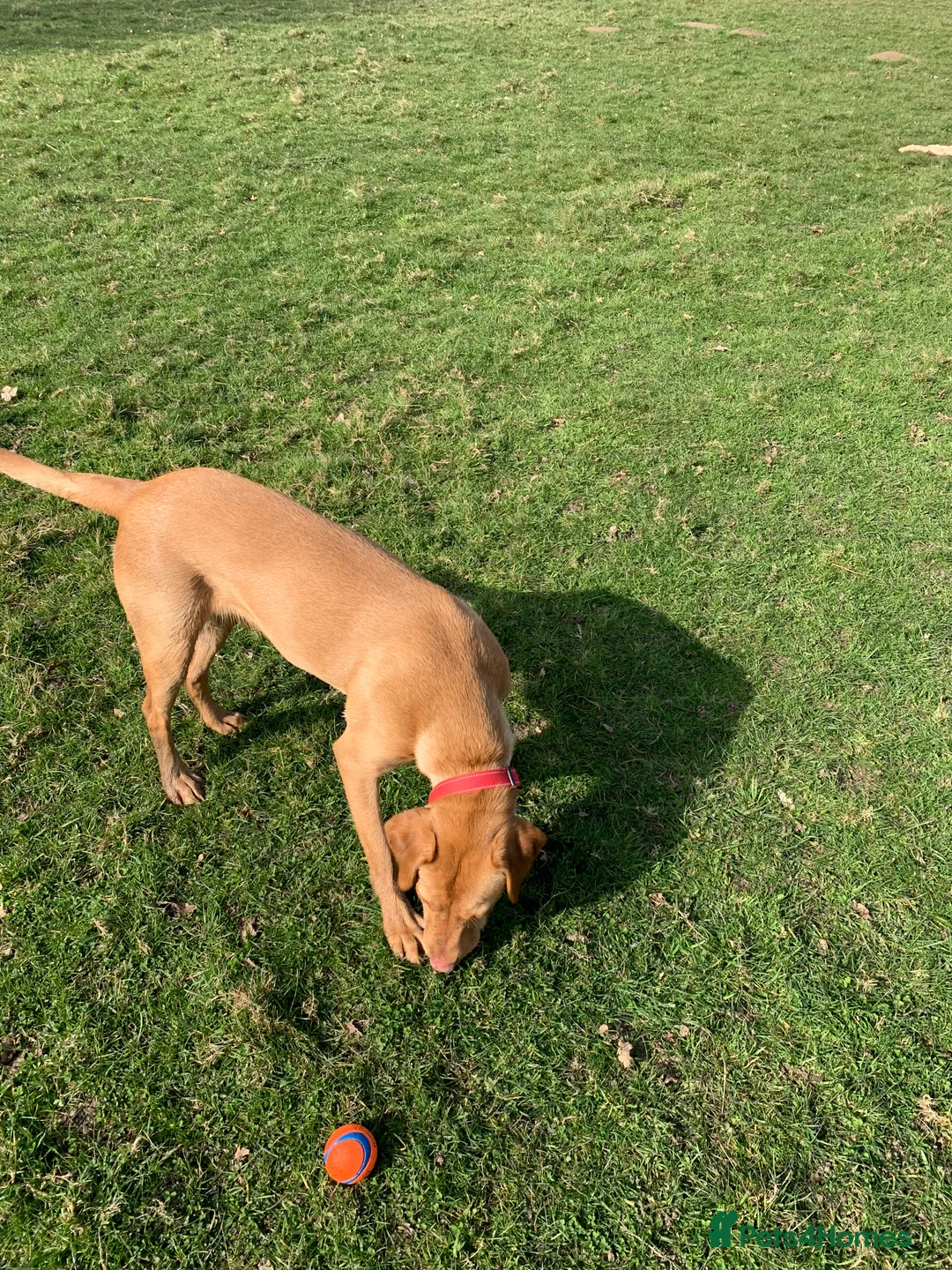 Labrador Retriever dogs for sale: Labrador  - Advert 5