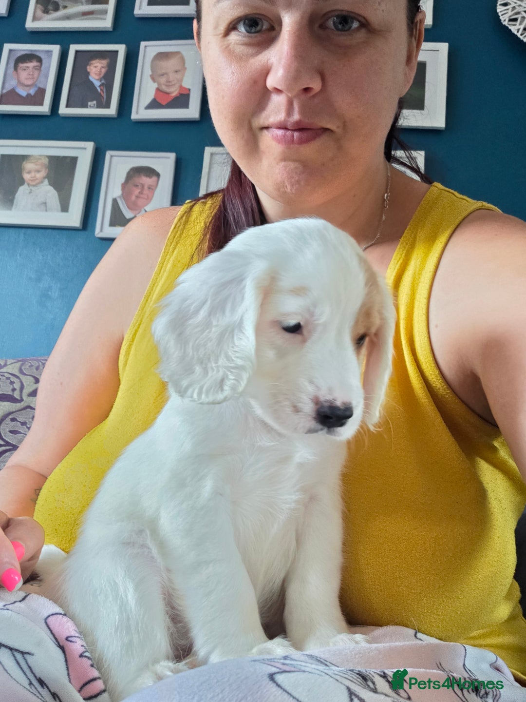 Cocker Spaniel dogs for sale: Cocker spaniels - Image 17
