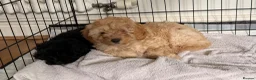 Cavapoo dogs for sale: Last Girl ❤️🐾 Ready to leave! - Advert 4
